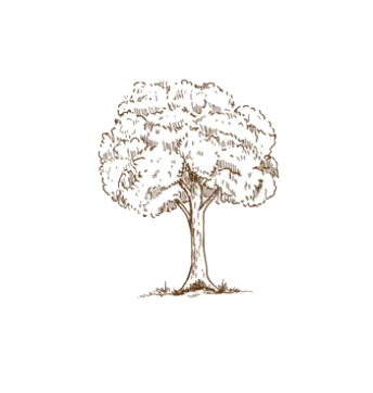 Albero genealogico - I Cotecari, famiglia Salvi di Amatrice
