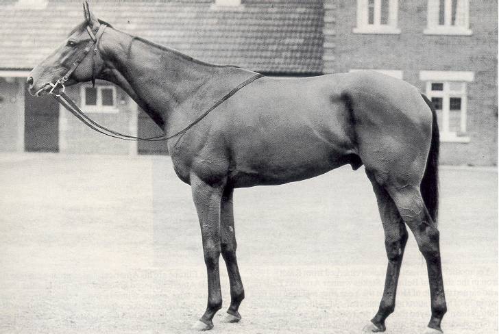 Ribot, campione imbattuto allevato da Federico Tesio, foto d'epoca